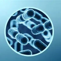 BB536 Probiotic
